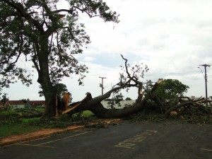 árvore rachada ao meio com a força da tempestade em Tupã