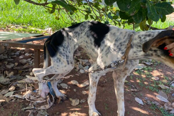 Maus-tratos: cães uivam pedindo socorro com a chegada da PM