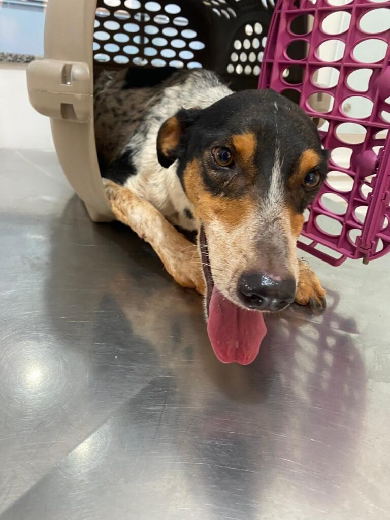 BASTOS-CAO-ACREDIDO-768x1024 Decisão da Justiça e o Caso Takeo pressionam Executivo e Câmara de Bastos