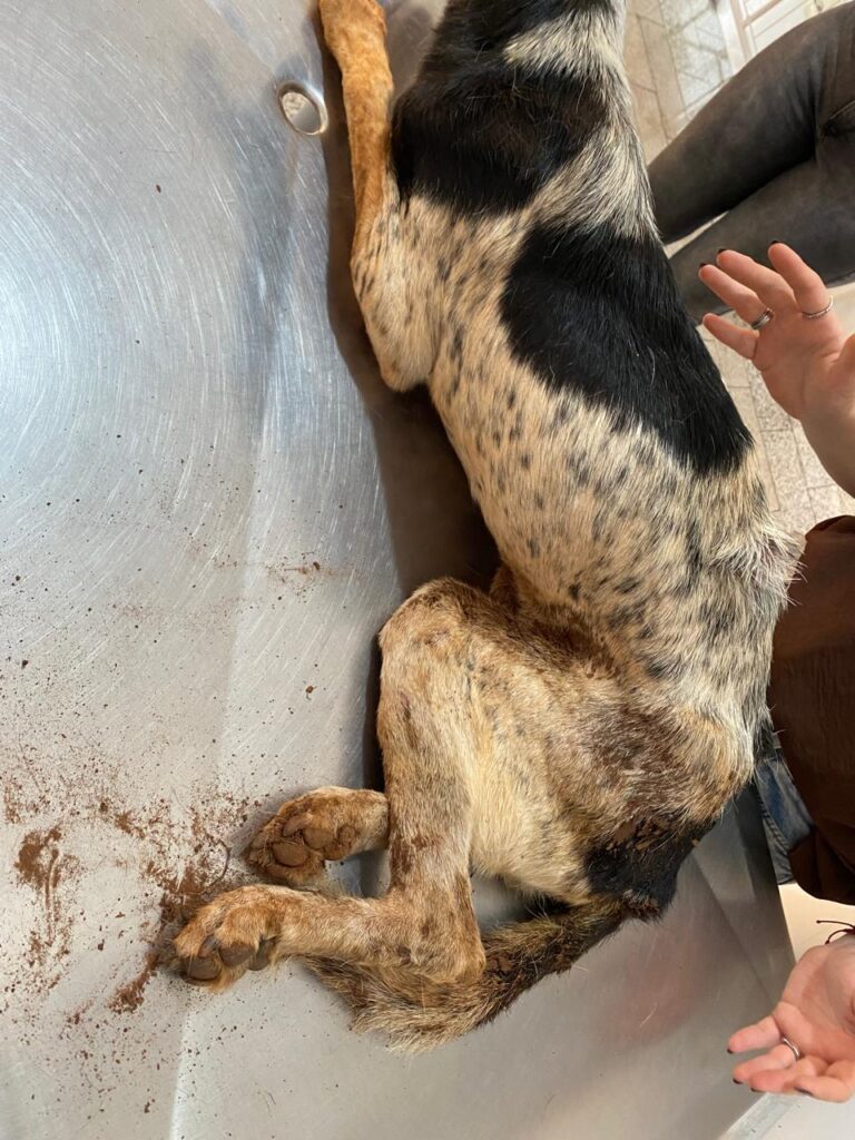 BASTOS-TAKEO-1-1-768x1024 MORRE O CÃO TAKEO, VÍTIMA DE CRUELDADE EM BASTOS