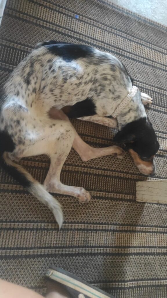 BASTOS-TAKEO-2-576x1024 Delegacia de Proteção Animal recebe denúncia sobre Takeo